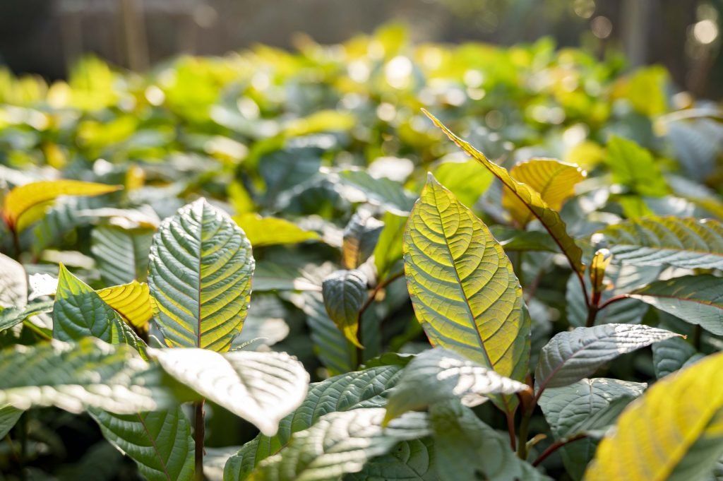 Kratom Mitragyna speciosa green