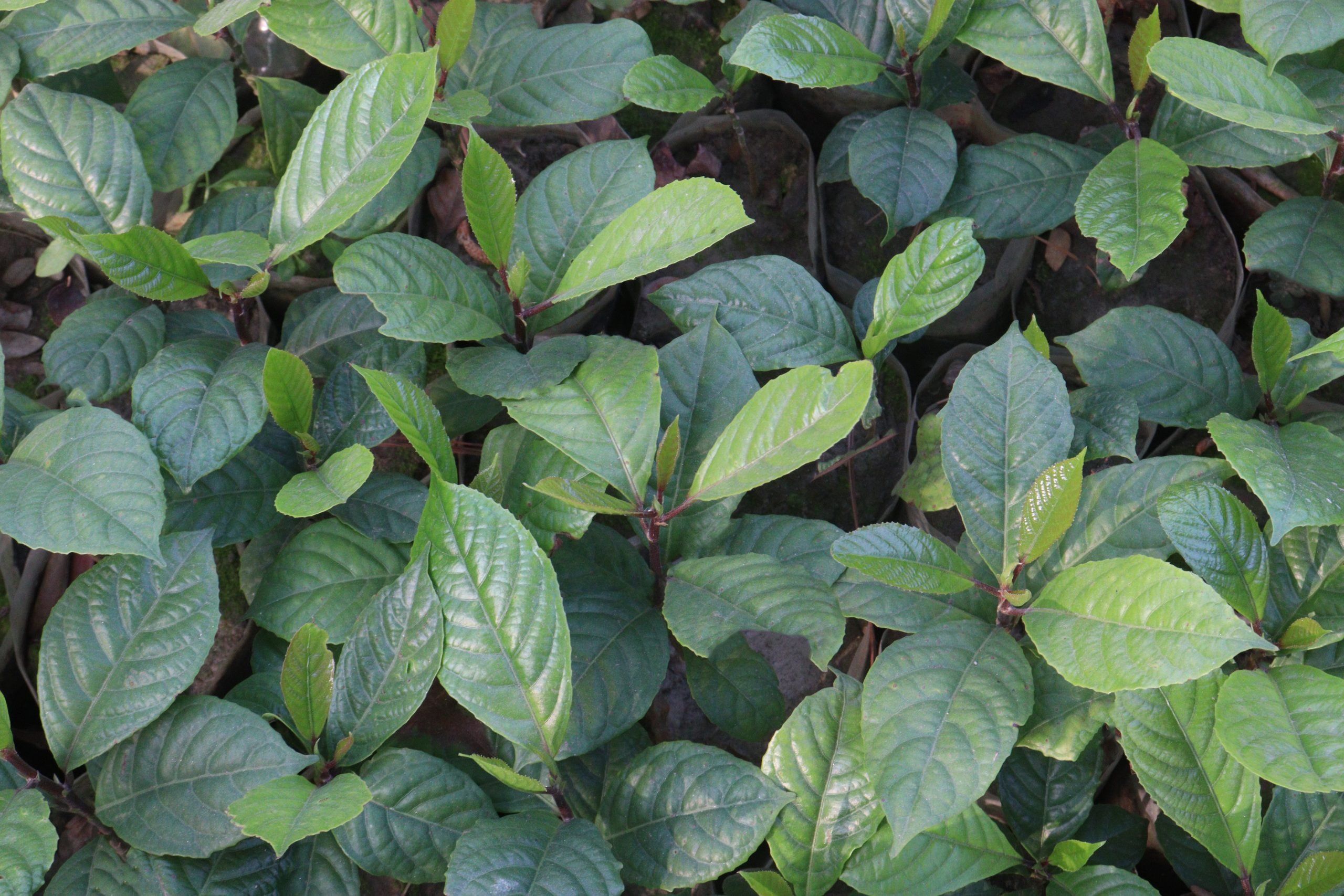 Mitragyna speciosa Korth tree plant on farm